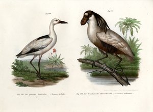 Krabplevier, 1864